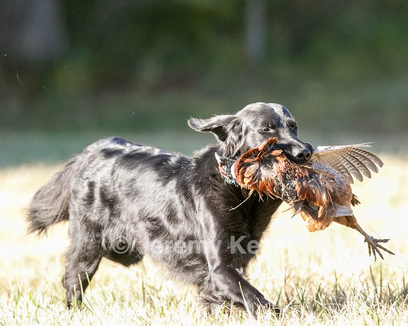 Splash