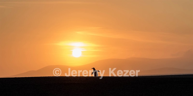 Gentoo Penguin, Saunders Island, The Falklands