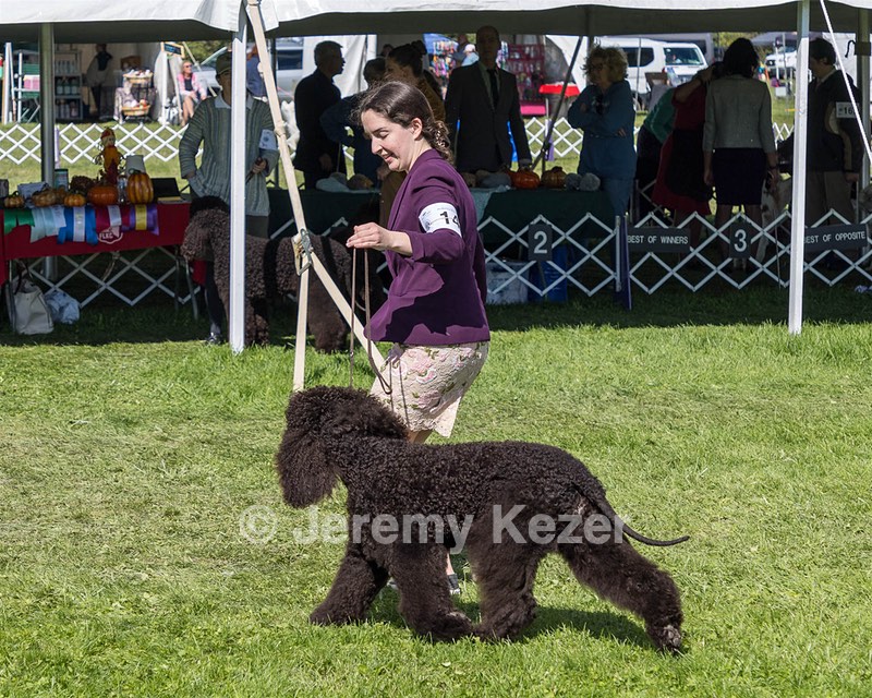 14 - CH Poole's Ide On My Mind RN CGC (Georgia)