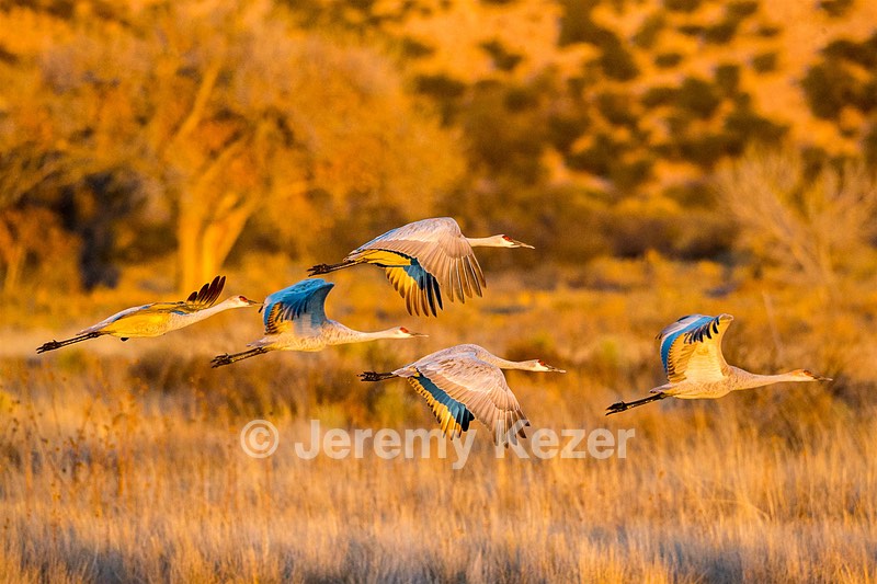 Sandhill Cranes, Bosque del Apache, New Mexico