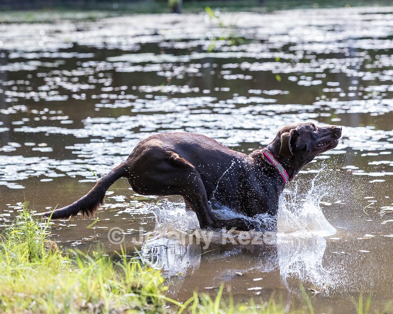 Roxy Fearnley