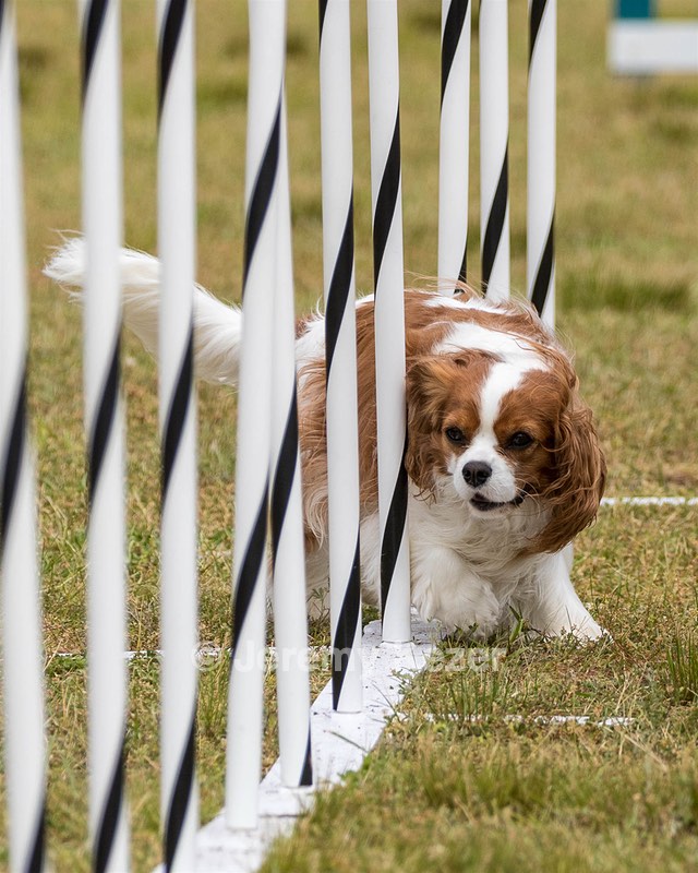 20190616-CCKC-1149.jpg