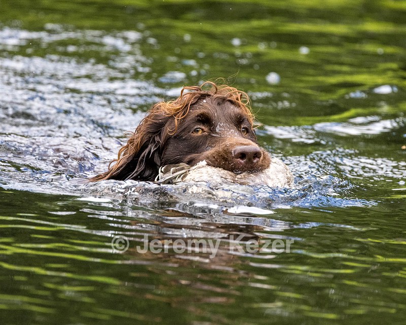 Tucker Will