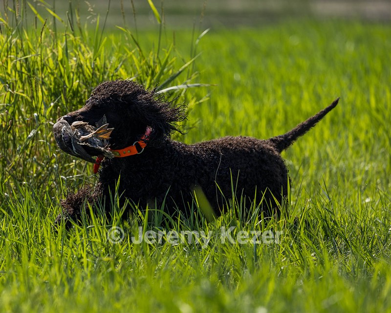 Ghillie Kezer