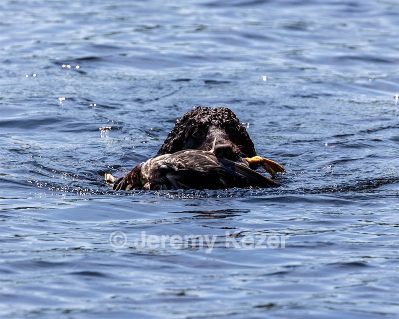 Ghillie Kezer
