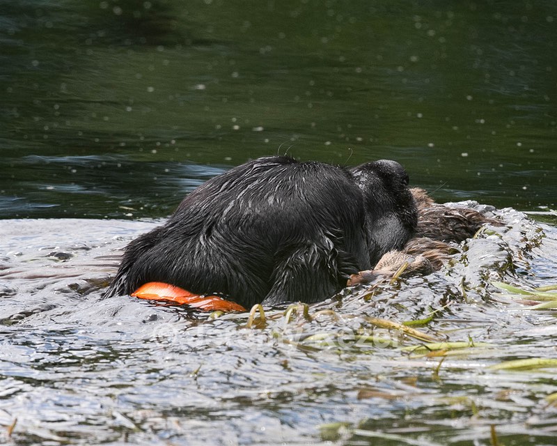20130810-JHW-0320.jpg