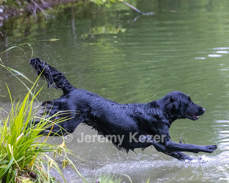 Ziva Millikin