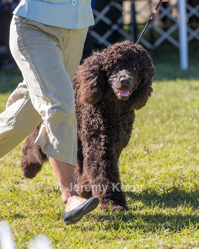 09 - GCH CH POOLE'S IDE DARK KNIGHT RN CGC TKN ATT (Oscar)