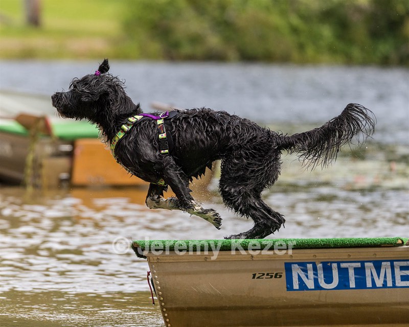 Dottie Notestine