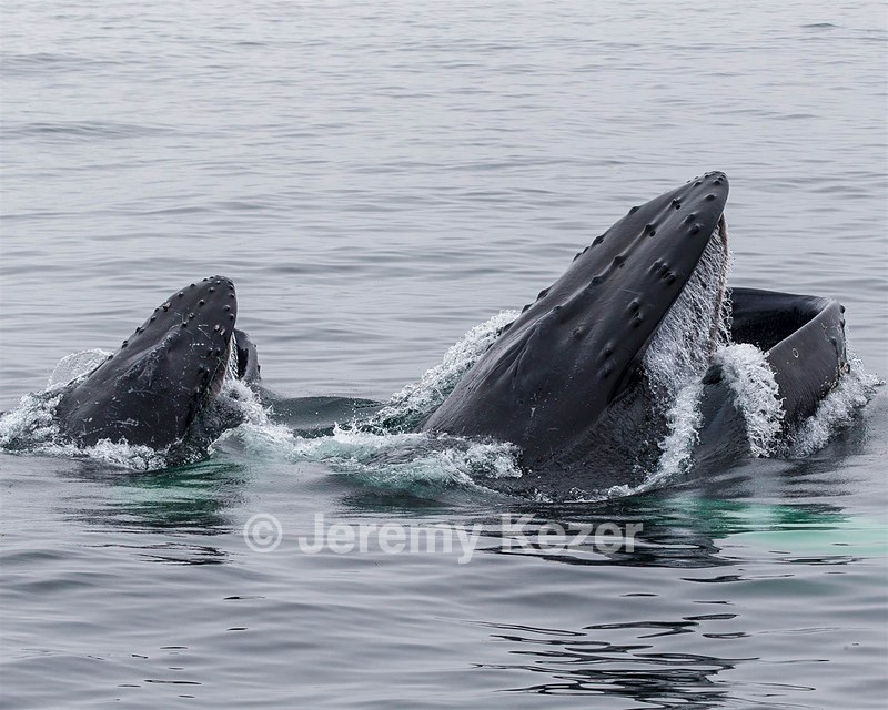 Northern Right Whales, Gloucester, Massachusetts