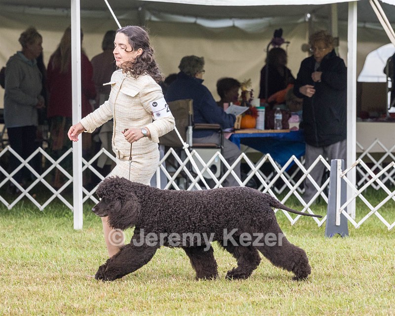 20 - GCHS CH POOLE'S IDE SAY NO MORE OHS CD RE JH DS (Simone)