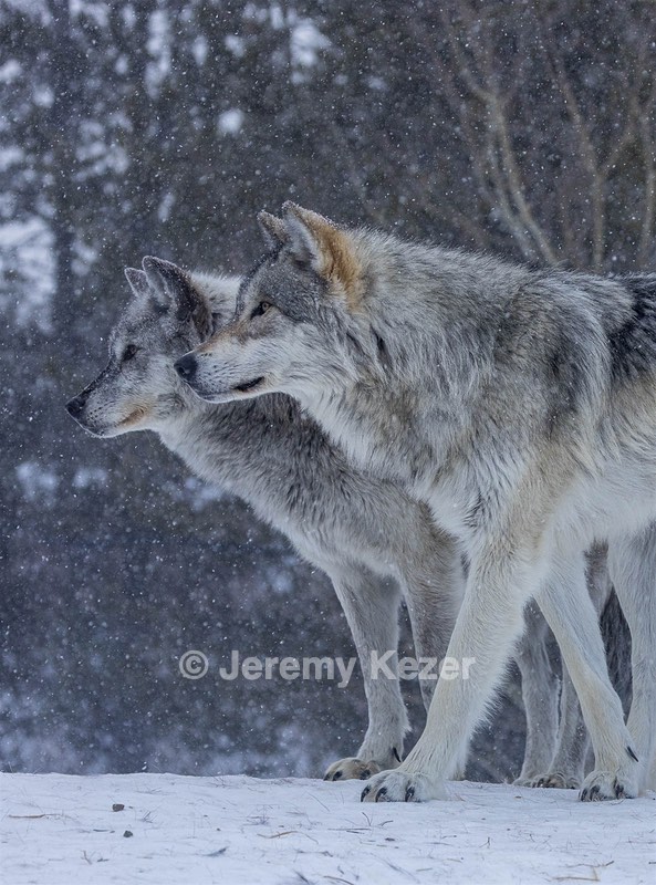 Wolf, West Yellowstone, Montana
