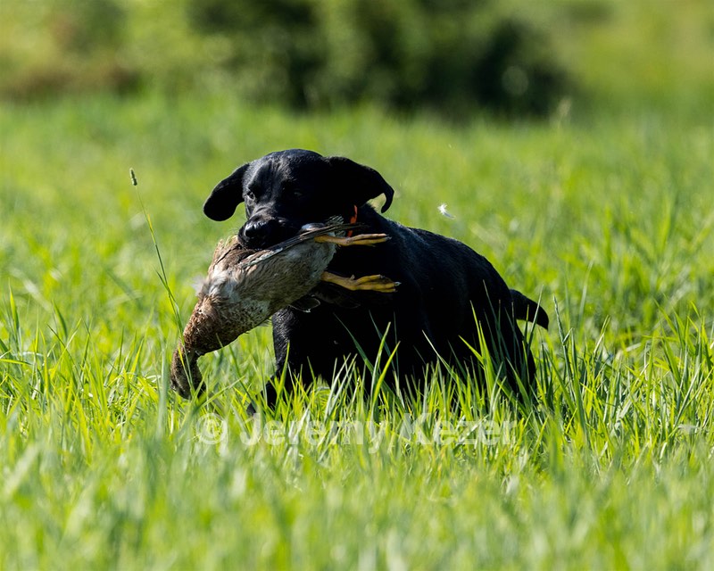 Buster Lobley