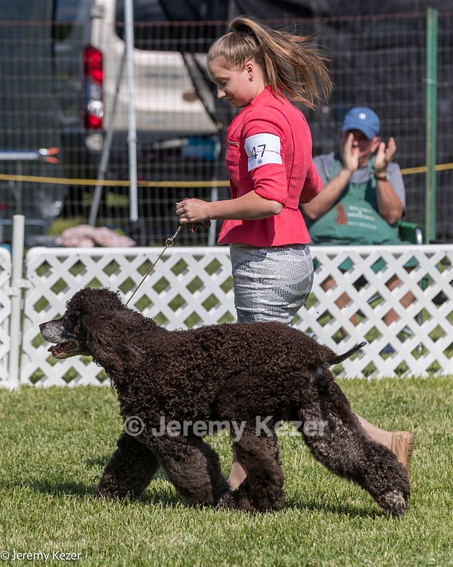 47 - GCH CH Poole's Ide Reversal Of Fortune