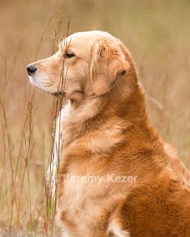 Josie