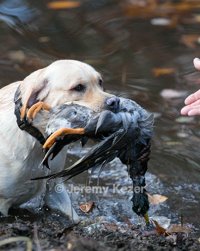 Sage