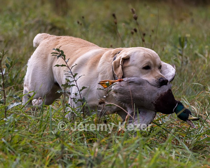 Kristoff Burns