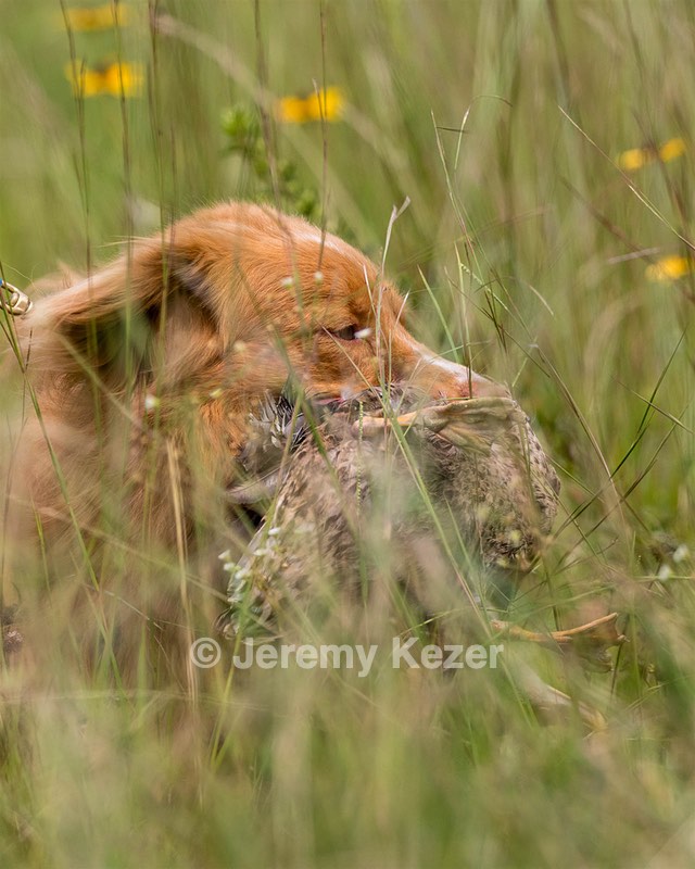 Saber Pickunka