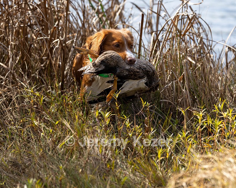 Merlot Quackenbush