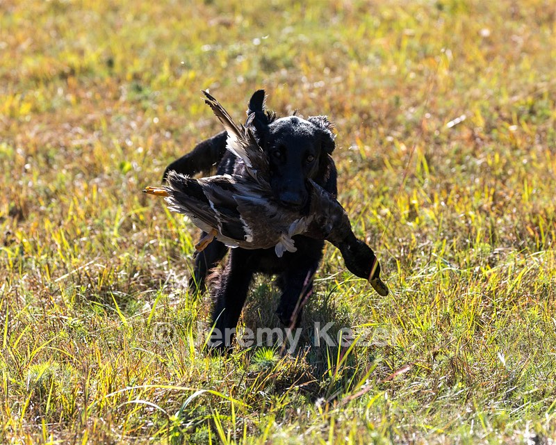 Test Dog