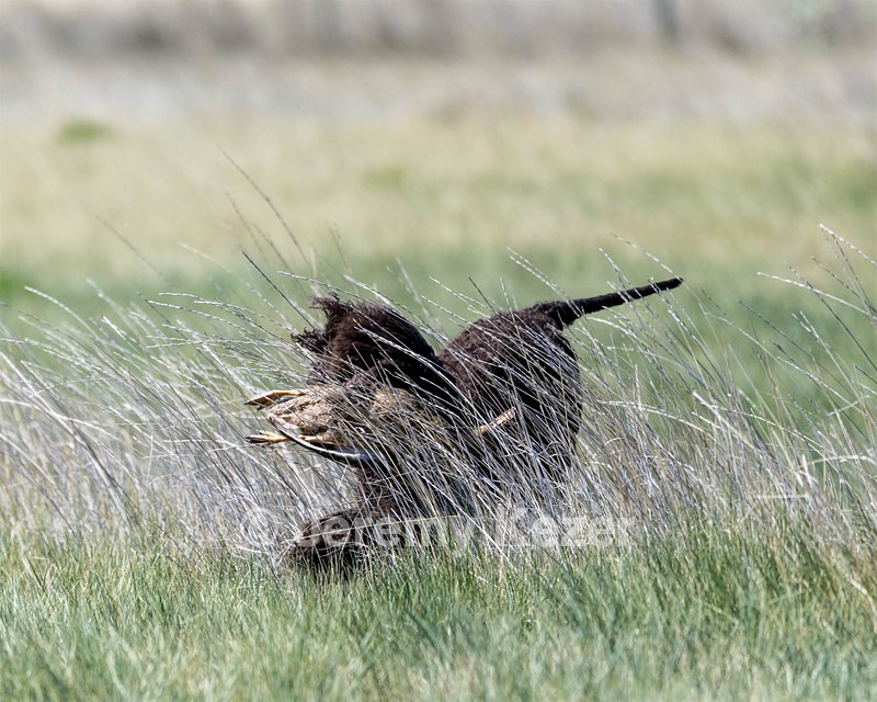 Ghillie