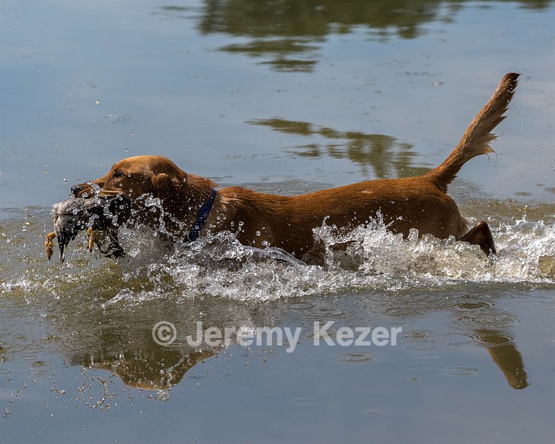 Chase
