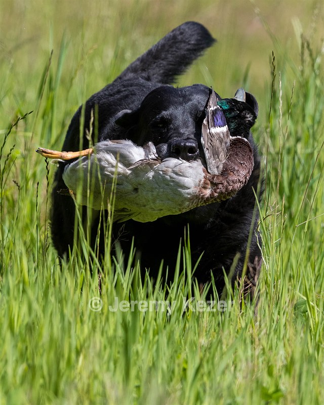 Ruger Bodine