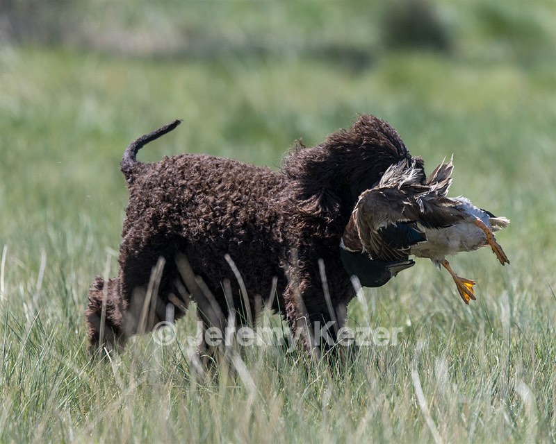 Ghillie