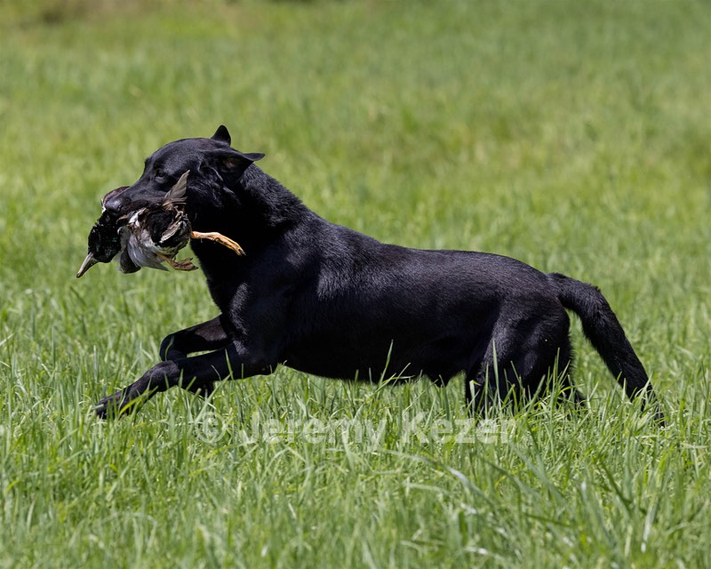 Cane Robichaud