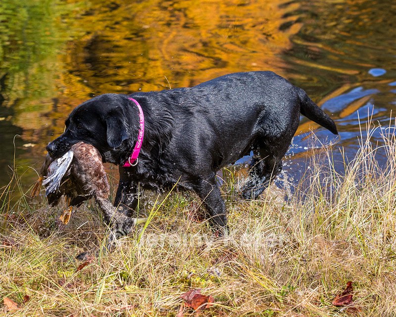 Shoreline's Dancing Girl (Sadie)