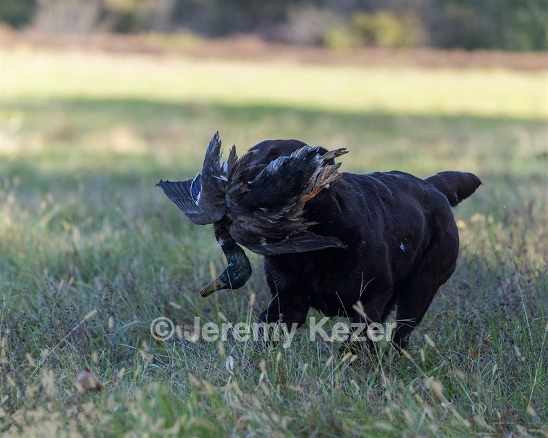 Jenny Brownell