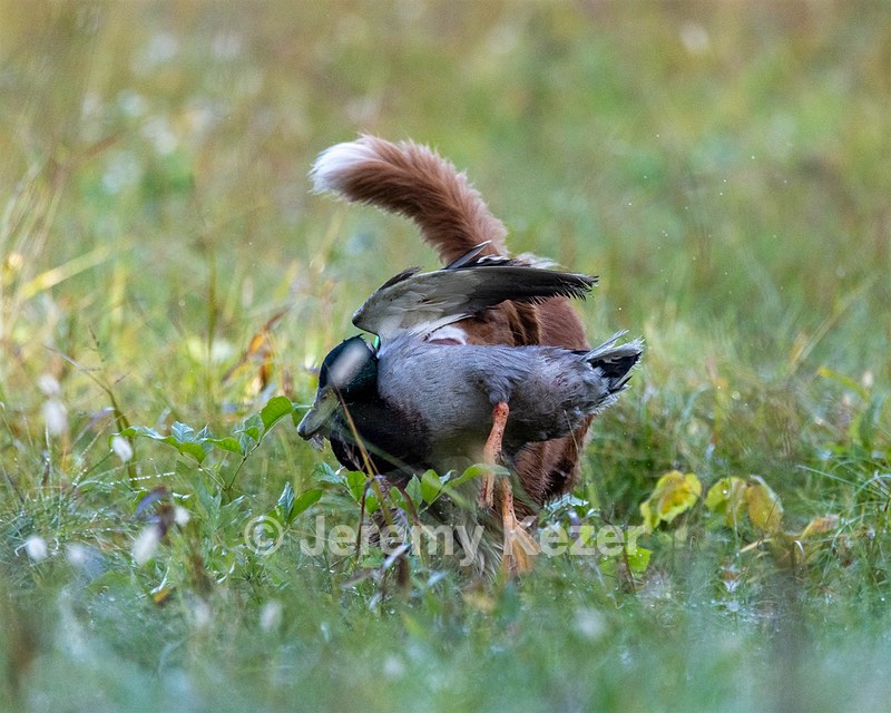 Merlot Quackenbush