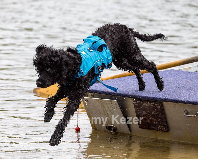 Boaty Belicose