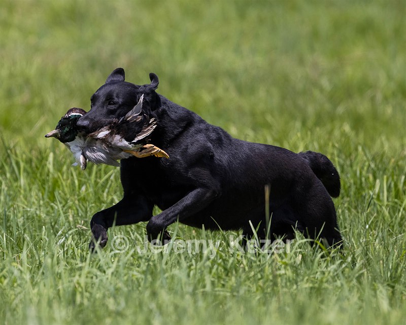Cane Robichaud