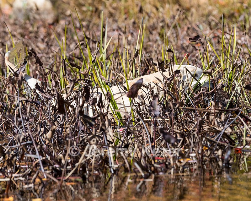 Gypsybog's Lake Wobegone WC CC "Lake"