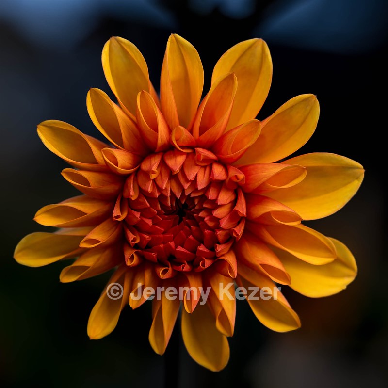 Dahlia, Massachusetts