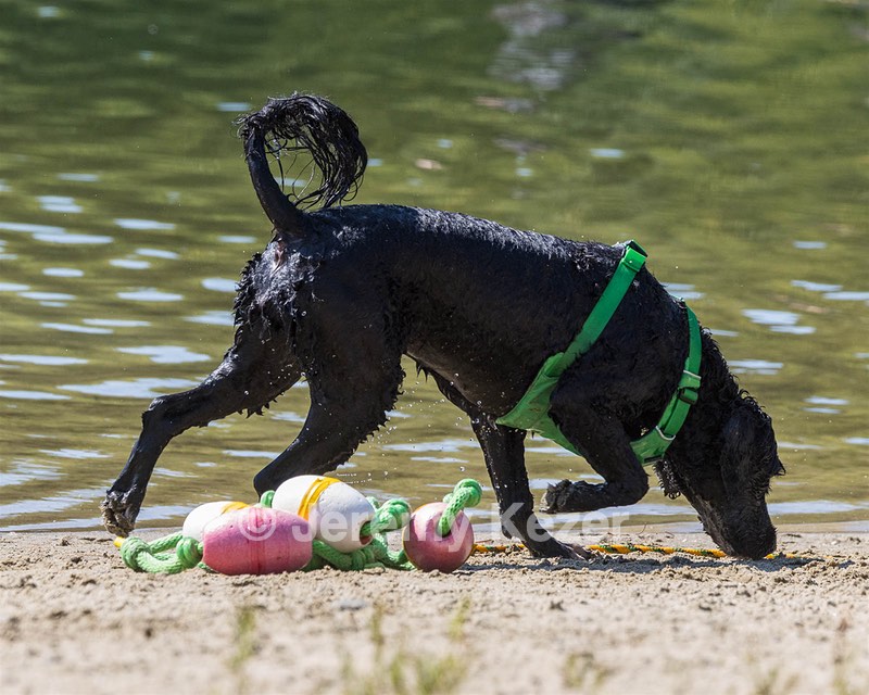 Ebony Ferrandino