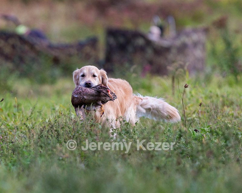 Ghillie Deresienska