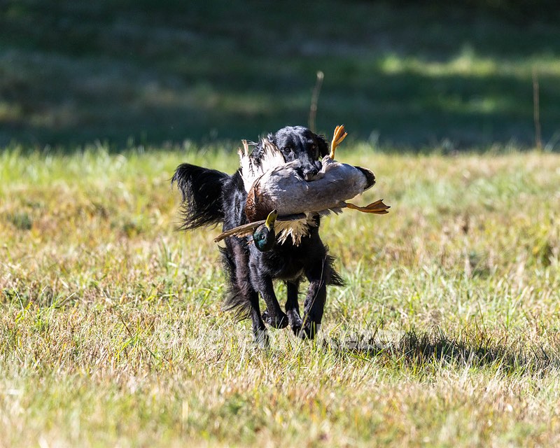 Dolly Partridge