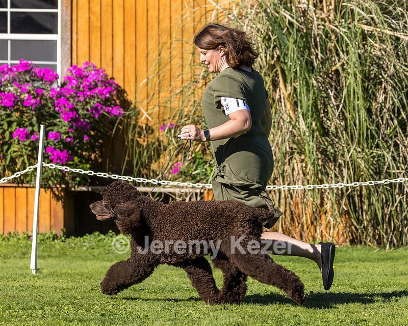 11 - GCH CH BREKKON'S FIRST MARK BN RN CGC TKN