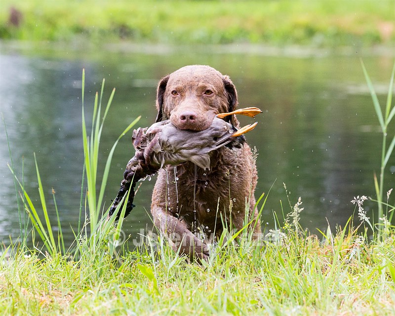 Hunter Law