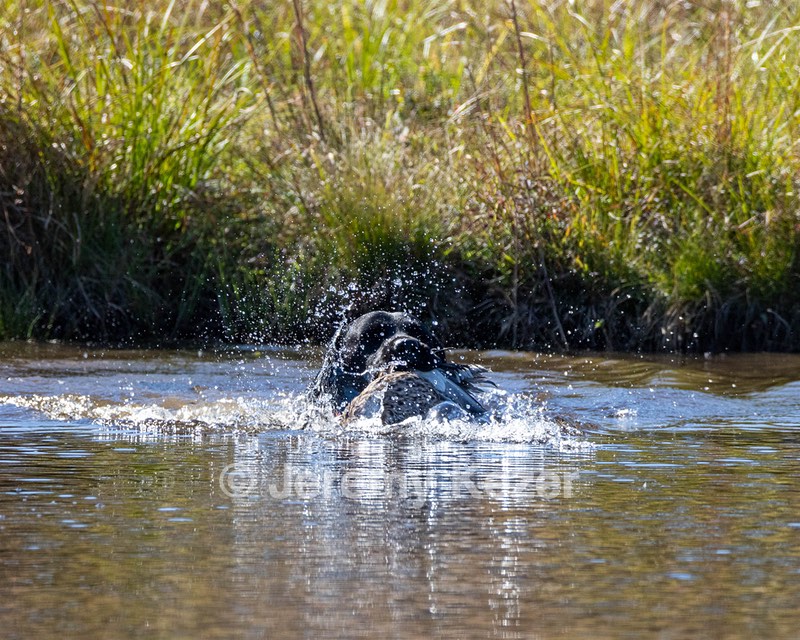 Draco Jackson