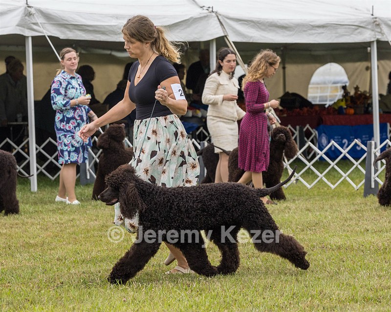 24 - POOLE'S IDE MODERN LOVE CGC (Remi)