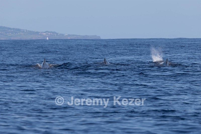 Sperm Whale