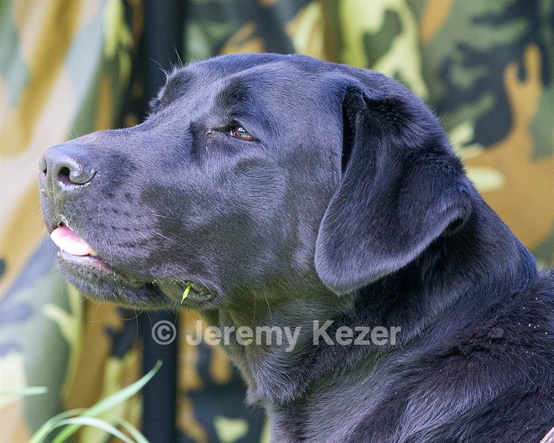 Pepper Ungar