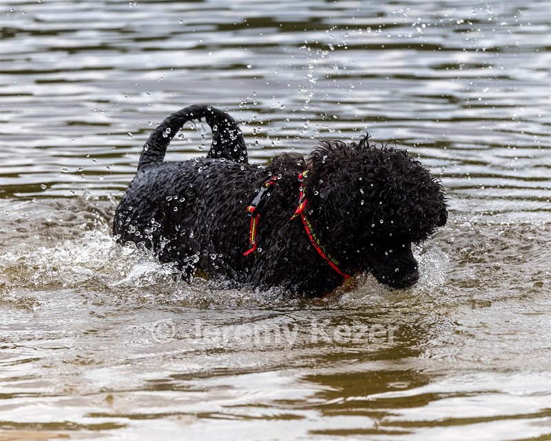 Ziva Hyres