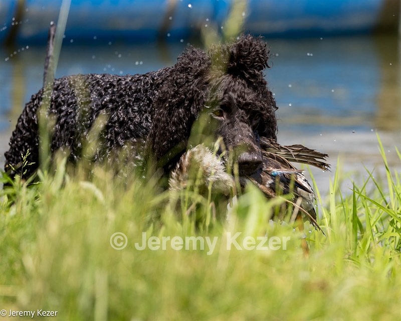 Simone