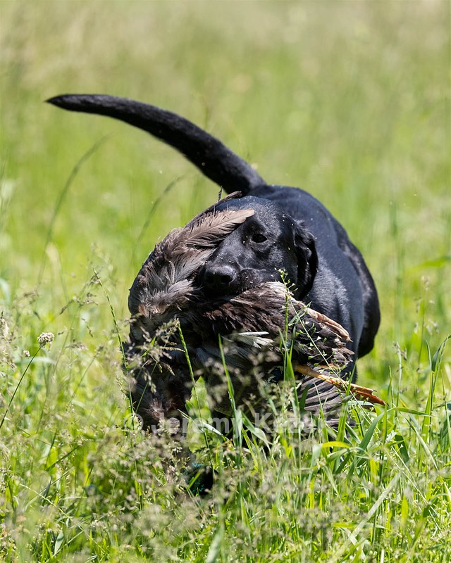 BEAR Krackow