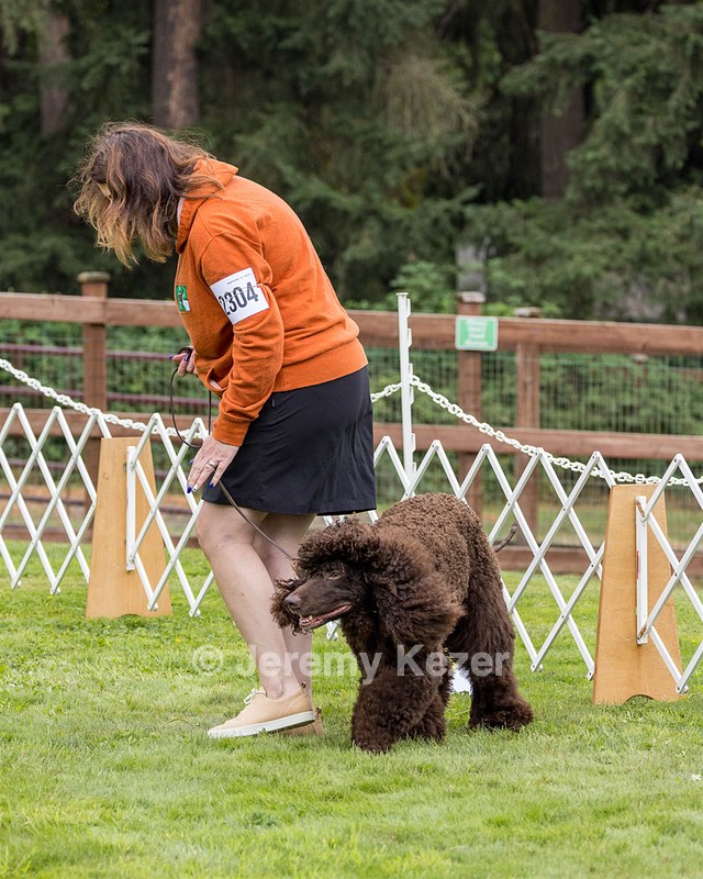 2304 - GCH CH BREKKON'S FIRST MARK BN RN CGC TKN