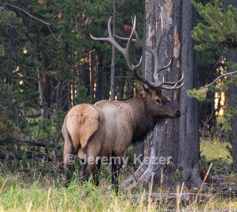 Elk, Yellowstone National Park